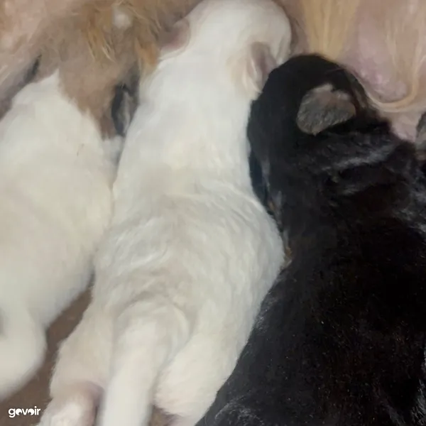 Chiots de race, 1