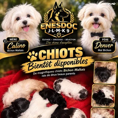 Chiots de race, 2